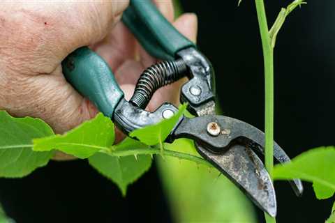 Green Care On A Budget: Choosing Affordable Tree Pruning, Trimming, And Removal Services In St...