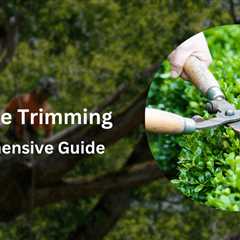 DIY Tree Trimming: A Comprehensive Guide to Safe and Effective Tree Pruning
