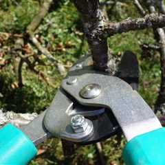 Mastering Arboriculture: Pruning Techniques, Canopy Shaping, and the Art of Tree Care
