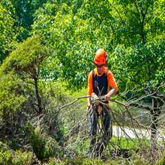 Understanding The Role And Importance Of Arborists In Louisville