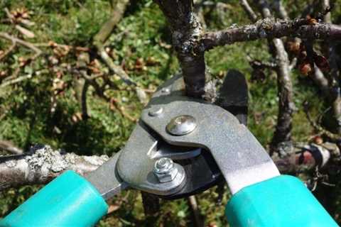 Mastering Arboriculture: Pruning Techniques, Canopy Shaping, and the Art of Tree Care