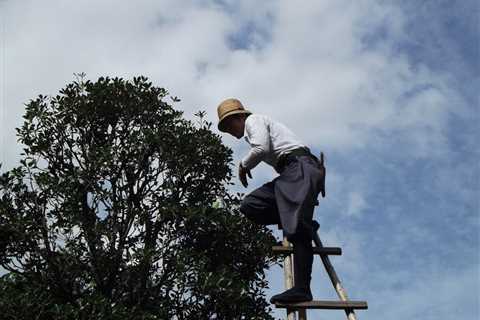 UNDERSTANDING THE DIFFERENT TYPES OF TREE PRUNING