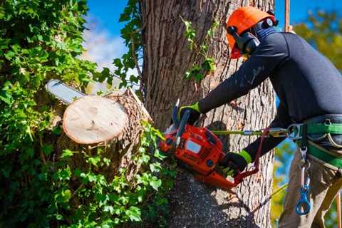Temecula Tree Service