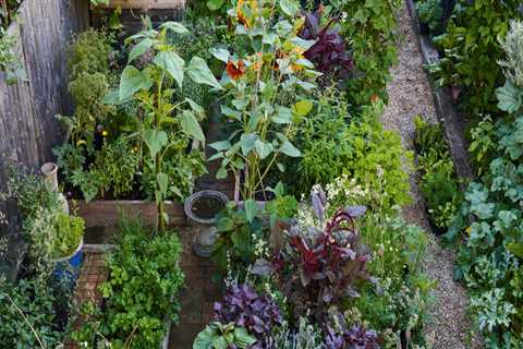 Creating an Edible Garden: How to Enhance Your Outdoor Living Space
