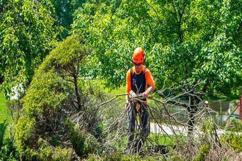 Understanding The Role And Importance Of Arborists In Louisville