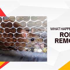 Preventing Future Infestations: What Happens After Rodent Removal In Kitchener?