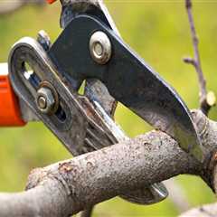 The Importance Of Regular Tree Pruning Services For Portland Lawn Care