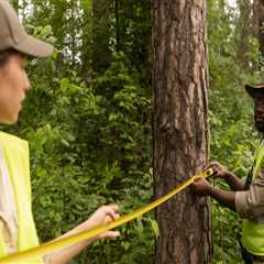 How To Safely And Successfully Relocate Trees In Pembroke Pines, FL With Expert Tree Service