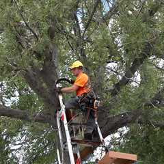 Tree Trimming Heber City UT 84032