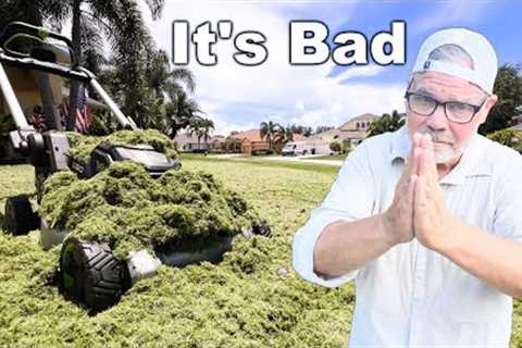My Lawn Is DESTROYED and It''s My FAULT