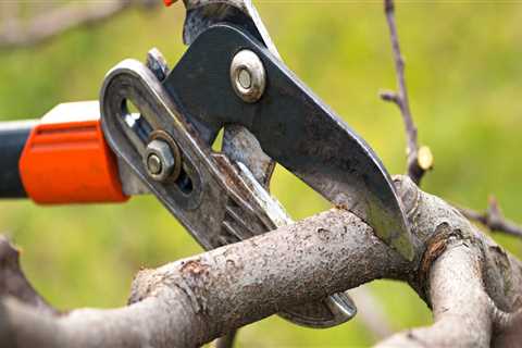 The Importance Of Regular Tree Pruning Services For Portland Lawn Care