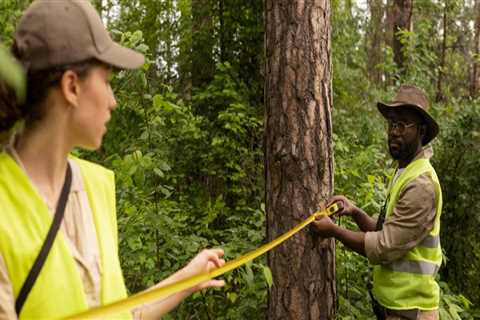 How To Safely And Successfully Relocate Trees In Pembroke Pines, FL With Expert Tree Service