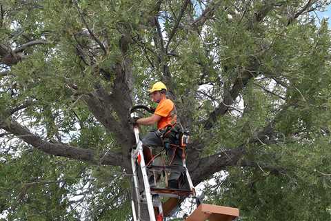 Tree Trimming Heber City UT 84032