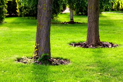 Ways on How to Take Care of Trees