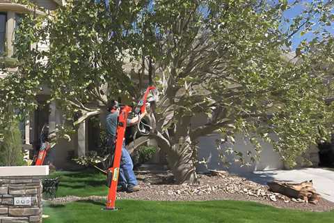 Tree Trimming Garden City UT 84028