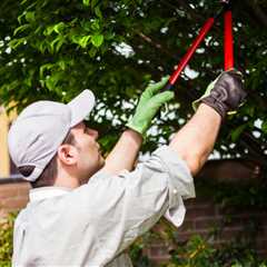 Who is Responsible for Tree Branches in the Neighbor’s Yard