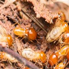 The Hidden Threat: Why Fayetteville Homeowners Need Combined Termite Control Service And Lawn Care