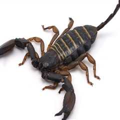 The Hidden Dangers Of DIY Scorpion Removal In Las Vegas: Why You Should Call A Professional