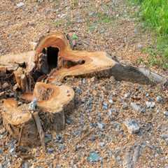 How Stump Grinding Services Can Ensure Your Compliance With Land Clearing Regulations In New Orleans