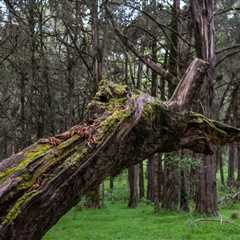 Florida Law Requiring Removal From Tree in a Mobile Home Park Who Is Responsible for Paying