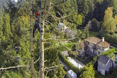 Understanding Tree Health: How Portland's Arborists Approach Pruning