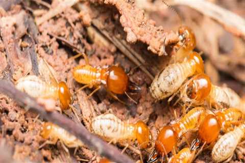 The Hidden Threat: Why Fayetteville Homeowners Need Combined Termite Control Service And Lawn Care