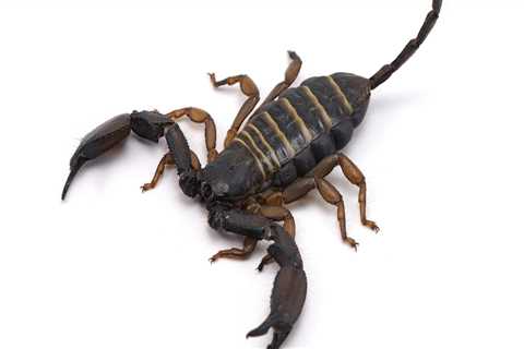 The Hidden Dangers Of DIY Scorpion Removal In Las Vegas: Why You Should Call A Professional