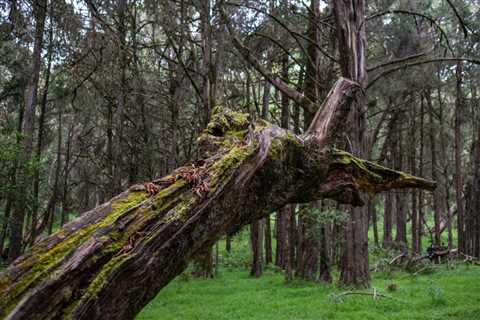 Florida Law Requiring Removal From Tree in a Mobile Home Park Who Is Responsible for Paying