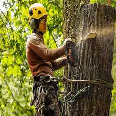 Why Tree Removal Services Are Essential For Safe Groundskeeping In Oregon City