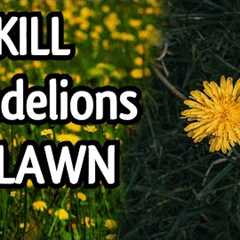 EFFECTIVE DANDELION CONTROL for Lawns // Spring Dandelion Bloom 2022 // DIY Lawn Care Tips