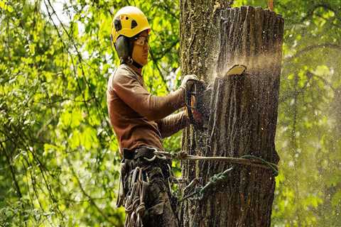 Why Tree Removal Services Are Essential For Safe Groundskeeping In Oregon City