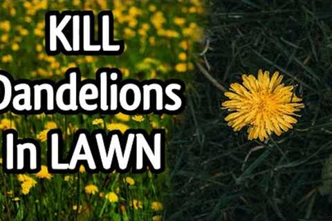 EFFECTIVE DANDELION CONTROL for Lawns // Spring Dandelion Bloom 2022 // DIY Lawn Care Tips