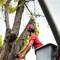 Protecting Your Trees: How Emergency Tree Service In Aurora, Oregon Can Help Combat Tree Diseases