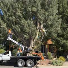 How to Estimate Tree Removal Jobs