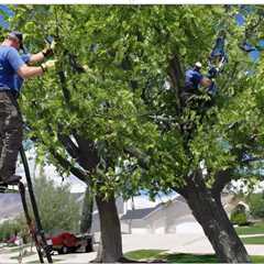 COMMON QUESTIONS ABOUT RESIDENTIAL TREE TRIMMING SERVICES