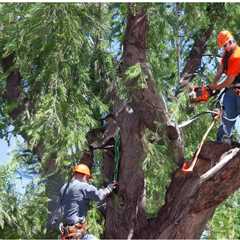 COMMON QUESTIONS ABOUT RESIDENTIAL TREE REMOVAL SERVICES