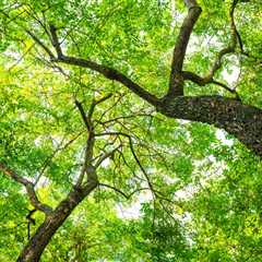 THE IMPACT OF TREES ON ECOLOGICAL DIVERSITY IN UTAH