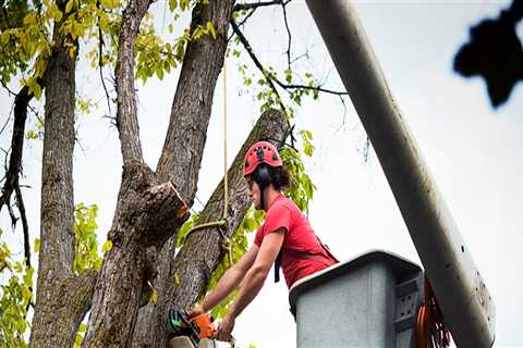 Protecting Your Trees: How Emergency Tree Service In Aurora, Oregon Can Help Combat Tree Diseases