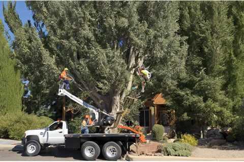 How to Estimate Tree Removal Jobs