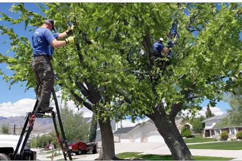 COMMON QUESTIONS ABOUT RESIDENTIAL TREE TRIMMING SERVICES