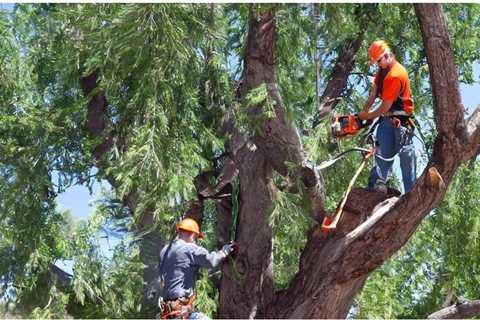 COMMON QUESTIONS ABOUT RESIDENTIAL TREE REMOVAL SERVICES