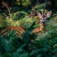 THE IMPACT OF TREES ON WILDLIFE CONSERVATION EFFORTS IN UTAH