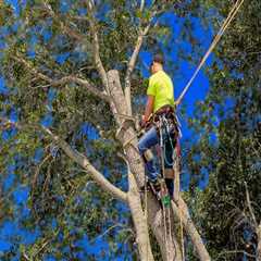 Arborist Palmerston North: Caring for Your Trees, Caring for Your Environment