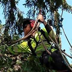 Experience The Difference With Professional Tree Care Services In Portland, OR