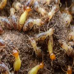 Protecting Your Investment: Why Indoor Pest Control Is Key To Termite Prevention In Pittsburgh