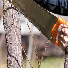 Essential Tree Care Services In Leander, TX: Keeping Your Trees Healthy Year-Round