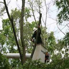 Tree Pruning Vs. Tree Trimming In Greater Austin: What’s The Difference?