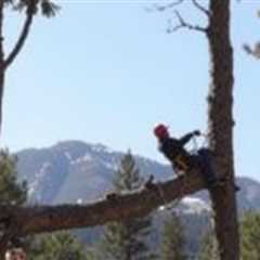 Tree Service American Fork UT 84003 Truco Services Inc