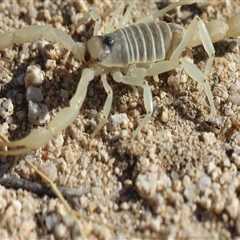 Why Scorpion Pest Control Services Are Essential For Residential General Contracting In Las Vegas,..