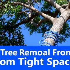 Tree Removal From Tight Spaces Sandy UT